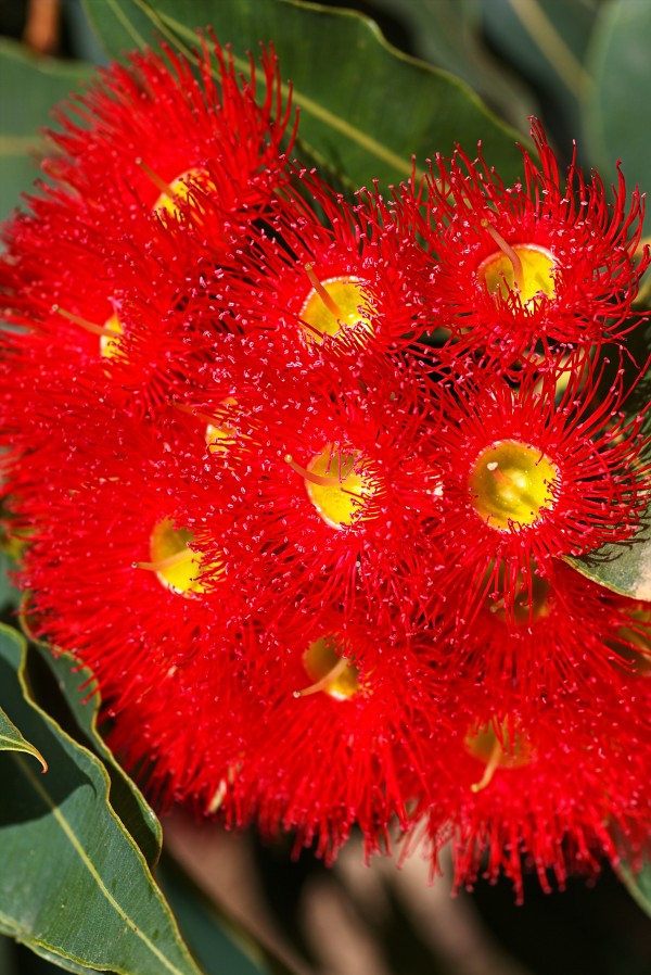 Eucalyptus Flower Red Lace by Joy Watson